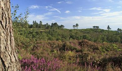 Black Down (National Trust)