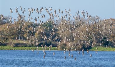 RSPB Pulborough Brooks