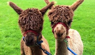Dunreyth Alpacas