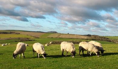 Walking the South Downs Way