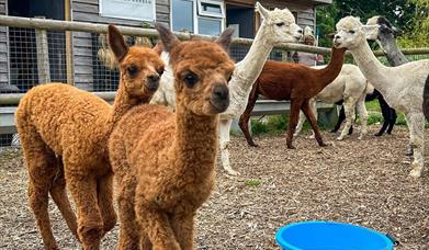 alpacas at Our Back Garden