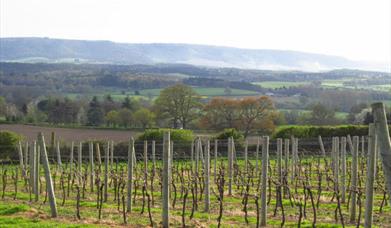 Petworth Park, Lodsworth & Bexleyhill- Parkland, Priory and Pinewoods