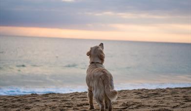 Dog-friendly beaches in Sussex