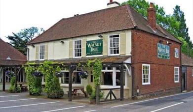 The Walnut Tree