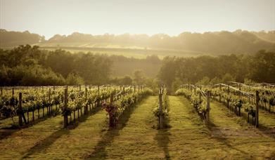 English Wine Tour with SmoothRed