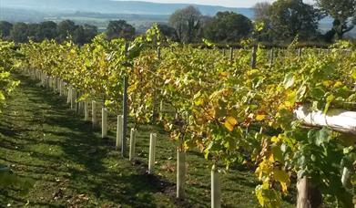 Upperton Vineyard