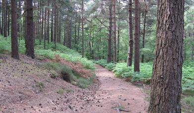 Graffham Common Nature Reserve