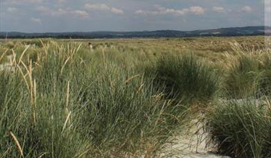 Chichester Harbour Walks No. 6- West Wittering Beach to East Head