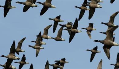 Geese flying at RSPB Pagham Harbour