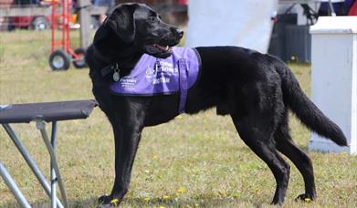 Dog Fun Day - Birthday Bark at Langhams