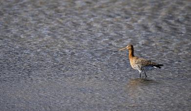 Black- tailed godwit