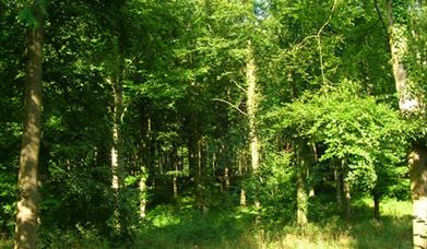 Explore Wildham Wood