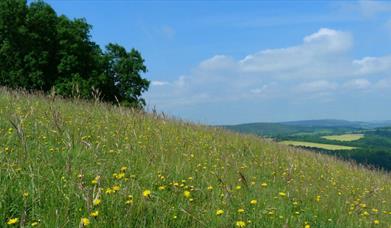 Harting Down Walk