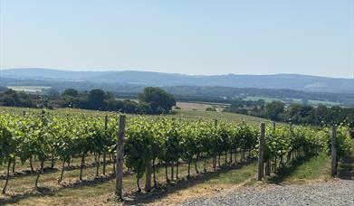 View over Upperton vineyard towards the South Downs