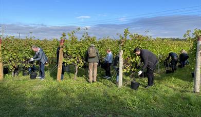 Harvest in the vineyard
