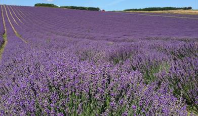 Lordington Lavender near Chichester