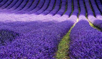 Lordington Lavender
