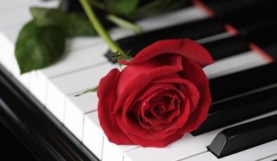 A rose lying on a piano