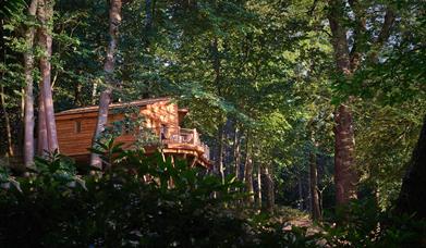A treehouse nestled within woodland