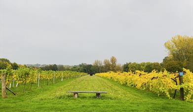 Nutbourne Vineyard