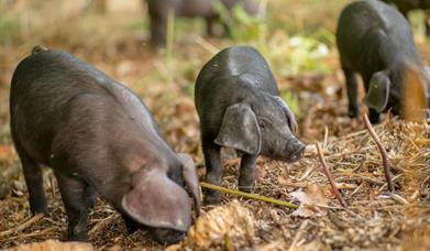 Slow Grow Farm pigs
