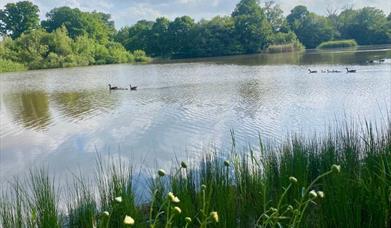 ducks on pond