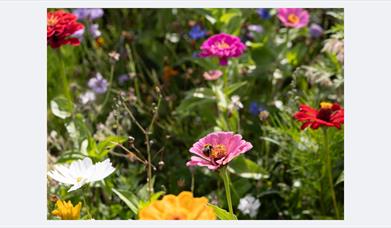 Wildflowers