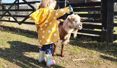 child grooms a goat at Aldingbourne